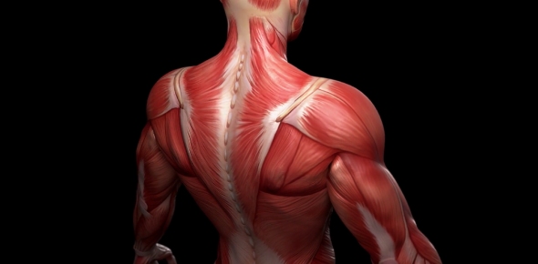 Can You Label Following Muscles of the Posterior Shoulder Flashcards